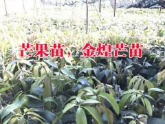 芒果樹苗哪里的好？云南芒果新品種苗哪里有賣？圖2