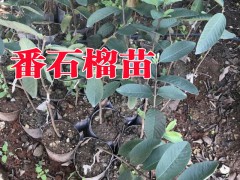 芒果樹苗品種#柑桔苗#桃苗#妃子笑荔枝苗木場%圖2