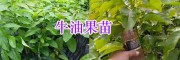 牛油果苗栽培技術-云南橡膠苗、廣西牛油果種苗