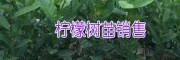 適合廣西、云南種植的香水檸檬/三紅蜜柚苗批發價