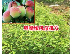 紅河大的冬桃苗基地&云南冬桃種植技術&冬桃樹苗基地價格圖2