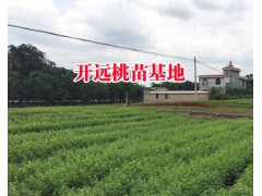 紅河大的冬桃苗基地&云南冬桃種植技術&冬桃樹苗基地價格圖3