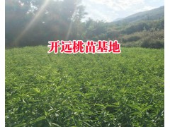 云南冬桃苗基地#冬桃樹苗基地圖2