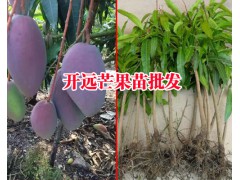 芒果樹苗怎么種問云南開遠水果苗圃圖2