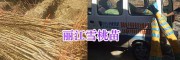 正宗麗江雪桃苗、雪桃實生苗批發-麗江育苗公司