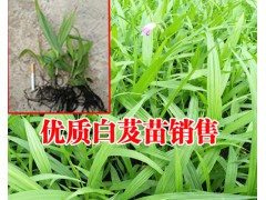 白芨苗批發_白芨苗價格_白芨苗多少錢一株_白芨多少一斤#圖2