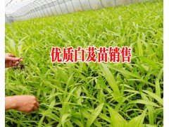 白芨苗批發_白芨苗價格_白芨苗多少錢一株_白芨多少一斤#圖3