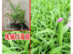 紫花三叉白芨苗2018#三叉紫花白芨好不好種?圖3