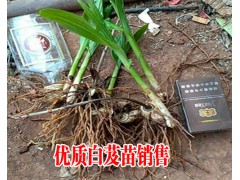 紫花三叉小白芨苗報價表_白芨種苗哪里在銷售—白芨小苗供求信息圖2