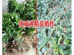 云南哪有滇黃精小苗_今年黃精的種植方法_云南新鮮黃精價(jià)格圖2