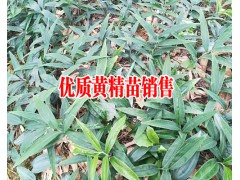 滇黃精種苗鮮貨-滇黃精苗種植方法—云南曲靖滇黃精供應圖2