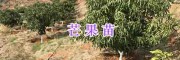 云南芒果苗供應信息@紅河芒果苗#金煌芒#臺農一號#貴妃芒