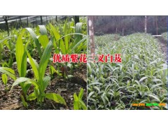 白芨中藥購銷公司#優質白芨中藥材銷售供應圖2