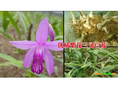 白芨中藥購銷公司#優質白芨中藥材銷售供應圖3