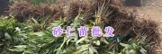 馬關砂仁苗-文山砂仁種植戶/云南砂仁新品種