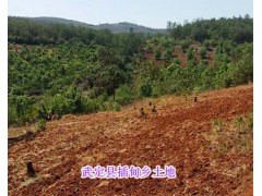 昆明旁邊荒山林地出租-武定縣插甸鄉林地_云南林地出租信息圖2