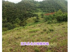 昆明宜良縣林地、土地有證轉讓*云南昆明土地流轉服務圖2