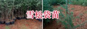 昆明哪里雪松苗多？石林聚緣苗圃雪松樹價格表