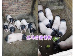 放養(yǎng)巴馬香豬批發(fā)-小香豬仔銷售_玉溪巴馬香豬養(yǎng)殖圖3