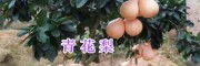 青花梨苗銷售-大理青花梨種植—青花梨苗