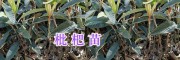 云南枇杷苗供應&柚子苗銷售-大理柚子苗種植指導