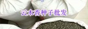 昆明螺螄灣獨定子種子-高出芽率云木香種子批發