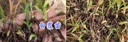 3月份云南白芨苗供應：楚雄大姚白芨苗-量大價優