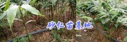 普洱景谷香砂仁苗出售：種植技術(shù)指導(dǎo)