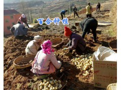 云南自產自銷百合：宣威百合批發量大從優，長期保證貨源圖2