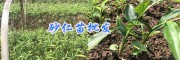 砂仁苗栽培基地-產地普洱砂仁苗/供應文山砂仁苗_云南砂仁