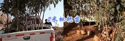 大理沃柑橘袋苗價格#云南枇杷大苗批發價13577867315