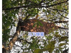 云南馬叉蜂蜜、薄殼核桃銷售圖2