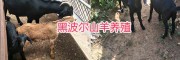 云南新品種黑山羊：黑波爾羊，努比亞山羊、波爾羊雜交改良種