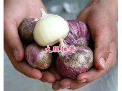 蒜苔批發價格咨詢-大理劍川獨蒜苔供應_云南蒜苔生產基地圖2