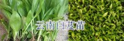 昭通白芨苗批發/威信白芨種苗