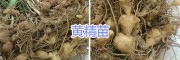 昆明滇黃精種子銷售#滇黃精種苗供應—云南六眾生物科技