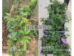 嫁接青花椒苗多少錢/云南青花椒袋裝苗批發圖3