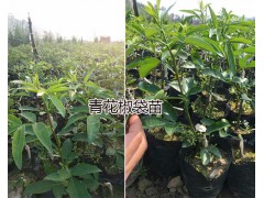 云南九葉青花椒苗基地：正宗九葉青花椒樹銷售圖3