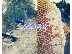 云南麗江特產土蜂蜜*純正土蜂蜜-蜜蜂養殖圖3