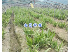 云南白芨種苗#1000余萬株白芨苗-四川中藥材種植網圖3