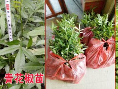 云南昭通市昭陽區(qū)花椒苗價格=九葉青花椒如何育苗圖2