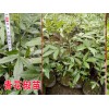 青花椒怎么育苗青花椒苗哪里|青花椒苗怎么賣？