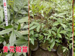 青花椒怎么育苗青花椒苗哪里|青花椒苗怎么賣？圖3