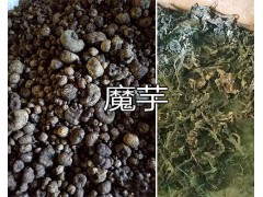 百部批發價格/萊菔子（蘿卜籽）批發-紅河蒙自魔芋出售圖3