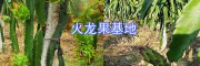 云南火龍果基地預定