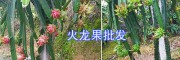 文山火龍果上市—麻栗坡基地直銷