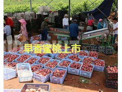 大型早熟水蜜桃生產基地-彌勒早香蜜桃圖3