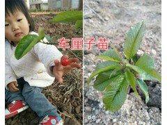 4月成熟甜櫻桃苗：紅寶石甜櫻桃苗批發_云南大櫻桃圖2