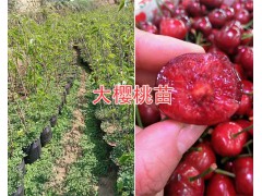 大櫻桃種苗批發(fā)/紅寶石甜櫻桃種植技術(shù)圖2