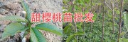 供應四川明珠大櫻桃苗、砂蜜脫、美早、布魯克斯—云南大甜櫻桃苗